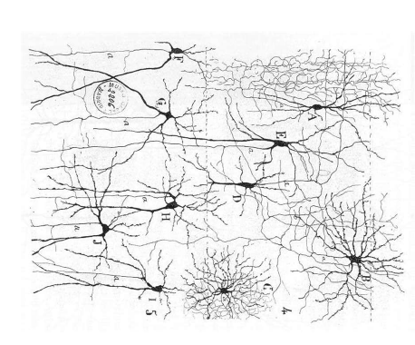 Biological Neural Networks